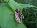Cicada Dead To begin With