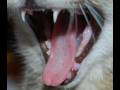 videos de Yawning Cat - Close Ups.