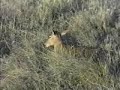 topi africa