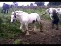 Horses Comin Down From Top Field x .mp4 Horses Comin Down From Top Field x .mp4