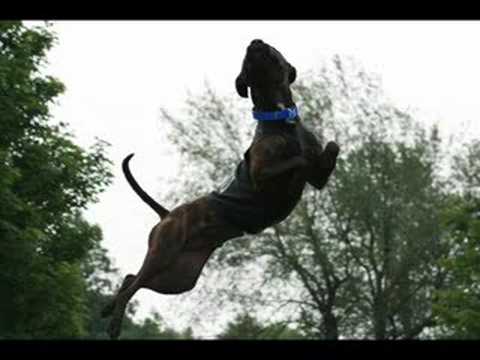 pit bull terrier