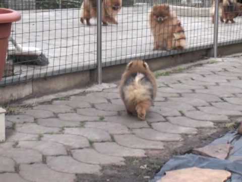 Видео 'Из жизни шпица'