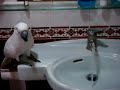 Parrots - Jesse Family - Thirsty?