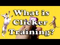 What is clicker training?- dog training