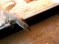 Argie the Argus Monitor