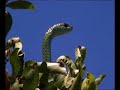 camaleon vs serpiente