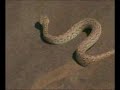 camaleon vs serpiente