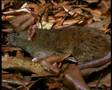 Camaleon vs Serpiente