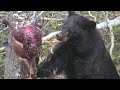 Black Bear hunting Manitoba Canada Outland Outfitting
