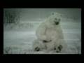 Global Warming - Polar Bear Humor