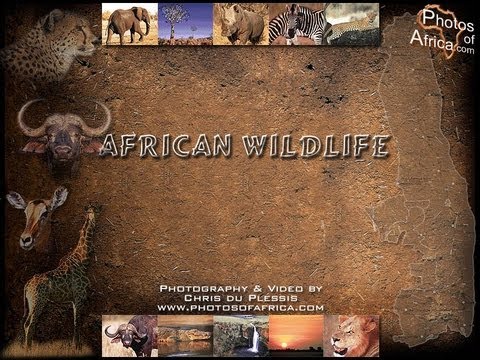 wildlife - Africa is a new landmark series that takes you on a journey through this vast and diverse continent as it has never been seen before. The world's second larg...