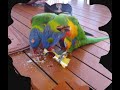 Naughty Lorikeets stealing sugar