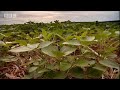 Paraguay Deforestation: the soy invasion - Tropic of Capricorn - BBC travel