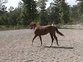 Dun It With A Twist Yearling Filly Dun It With A Twist Yearling Filly