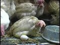 Eggs: Free-Range