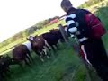 Ali o kossorna del 1