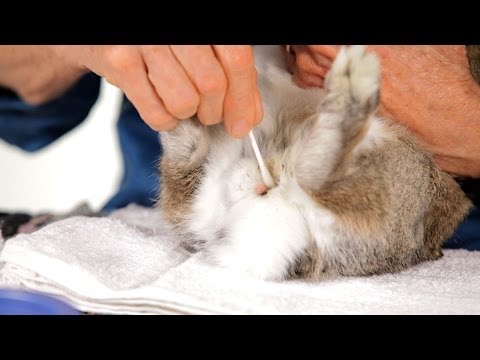 Emergency First Aid for Nurses: A Practical Guide - NurseBuff Cleaning Your Rabbit’s Scent Glands! – Cooper the Pooper