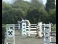 The beautiful & Talented 'Capello' - 7yo, Duch warmblood gelding, jumping 1.30-1.40m