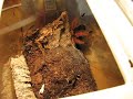 Brachypelma boehmei vs cricket