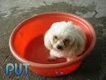 wookie: wet \