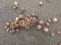 Group Sex! (amongst hermit crabs)