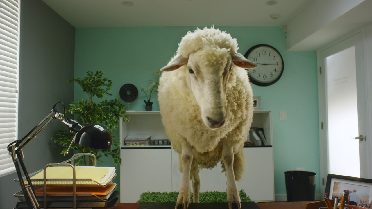 Ernest Not Hiring Campaign // Sheep