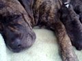 PRESA CANARIO RECIEN NACIDOS CON HORAS PRESA CANARIO RECIEN NACIDOS CON HORAS