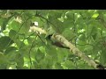 Tarcoles River Birding Safari