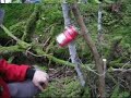 bushcraft predator alarm