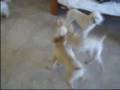 Poodle Pupsters Playing - Dolan & Shane