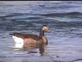 Cupped and Committed!  Canada Geese hunting - Wyoming style