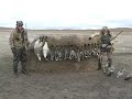 Cupped and Committed!  Canada Geese hunting - Wyoming style