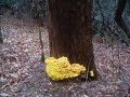 Appalachian Trail Hike 2002
