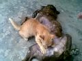 Dog and Cat(Cho va meo).mp4