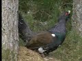 The capercaillie bird defends its territory - David Attenborough  - BBC wildlife