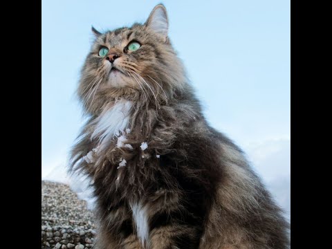 CATS will make you LAUGH YOUR HEAD OFF Funny CAT compilation