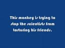 Animal Testing