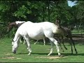8 week old Polish Arabian Filly