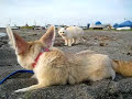 Kitten sneaking up on fennec fox