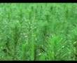 MICROPROGRAMA 5 -- FORESTAL