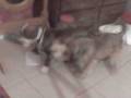 Real Doggy Fight