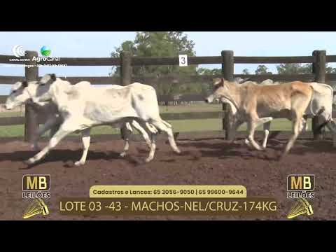 519 LEILO VIRTUAL MB LEILES