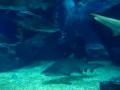 Planet Scuba - Diving with Sharks