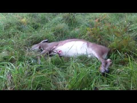 how to harvest deer