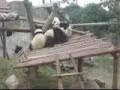 Panda Dance in China