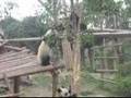 Panda Dance in China