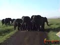 Elephant angry chases Jeep