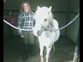 praten met paarden deel 2