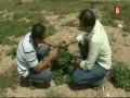 Campo Abulense edición 39 Vacuno de leche, lúpulo y cronista oficial