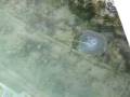 videos de jellyfish